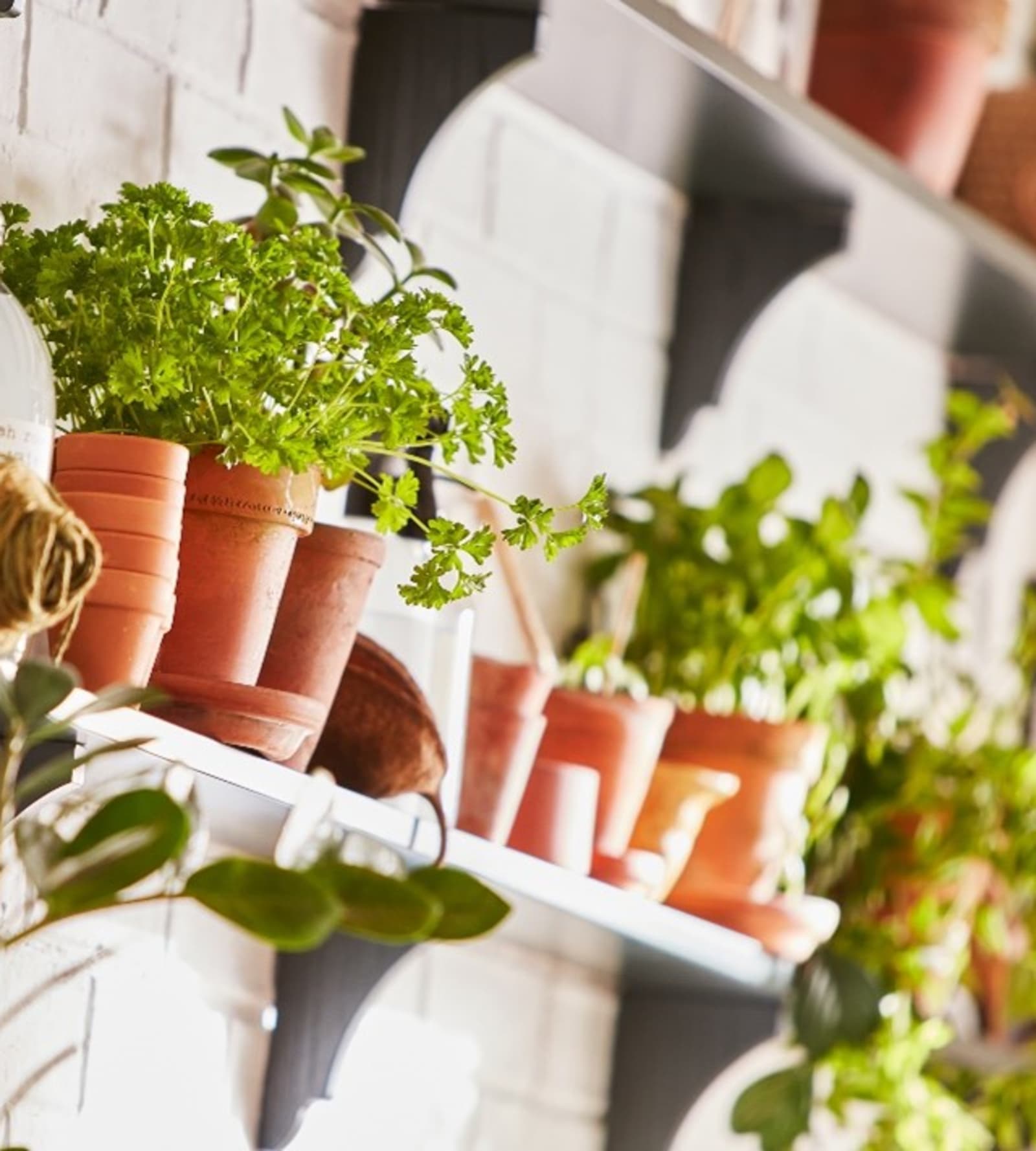 10 of the Best Kitchen Plants for Your Home